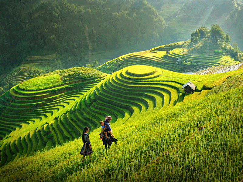 Văn bản thay thế